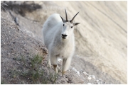 06 - Icefields Parkway (21) - Mountain Goat